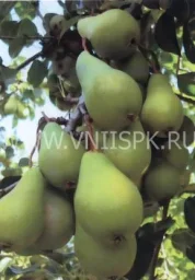 Сорт груши Петровская 0