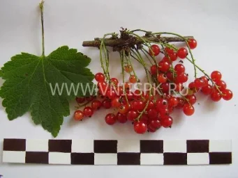 Сорт смородины красной Татьяна (Смородина Черная) 0