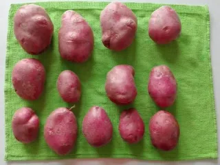 Сорт картофеля Рокко