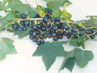 Сорт смородины черной Дашковская