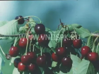 Сорт черешни Памяти Чернышевского
