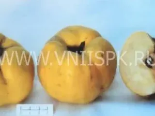 Сорт айвы Коллективная
