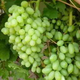 Сорт винограда Столетие 1