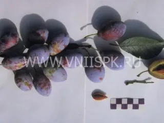 Сорт сливы домашней Венгерка Корнеевская