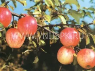 Сорт яблони Курнаковское