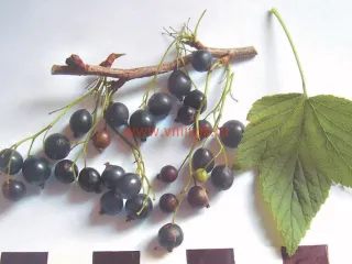 Сорт смородины черной Имандра 2