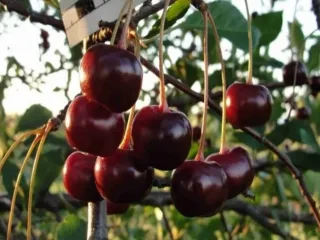 Сорт вишни Шеланговская