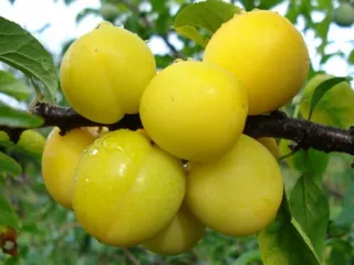 Сорт алычи Царская