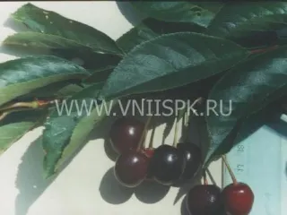 Сорт вишни Дымка