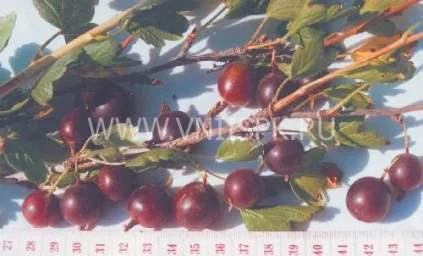Сорт крыжовника Народный (Нарядный) 0