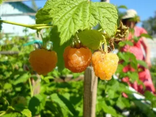 Сорт малины Золотые купола