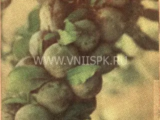 Сорт сливы китайской Чернослив Маньчжурский