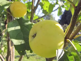 Сорт яблони Китайка золотая ранняя