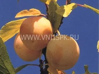Сорт сливы домашней Ренклод Куйбышевский