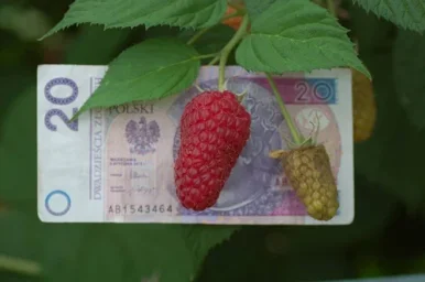 Сорт малины Пшехиба 3