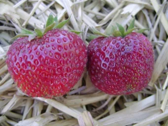 Сорт клубники Пандора (Моллинг Пандора) 1