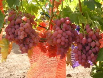 Сорт винограда Кишмиш лучистый 2