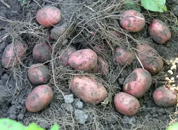 Сорт картофеля Ажур 0
