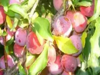 Сорт сливы китайской Шершневская