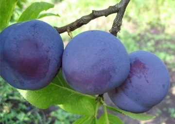 Сорт сливы Заречная ранняя 0