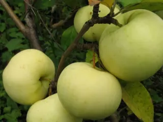 Сорт яблони Феникс алтайский