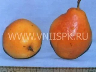Сорт груши Нарт