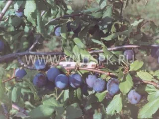 Сорт сливы домашней Сверхранняя