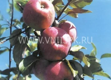 Сорт яблони Аэлита 0