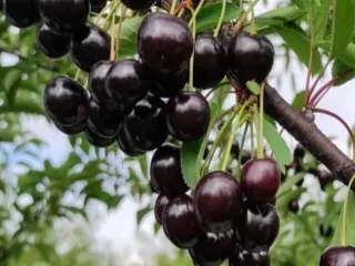Сорт вишни Новелла (Вишня)