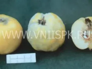 Сорт айвы Маслянка Ранняя