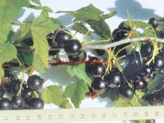 Сорт смородины черной Подарок Ильиной