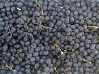 Сорт винограда Кишмиш черный