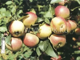 Сорт яблони Алтайское Зимнее
