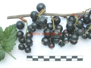 Сорт смородины черной Рита