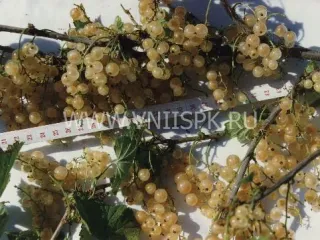 Сорт смородины красной Уральская Белая