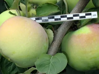 Сорт яблони Патриот