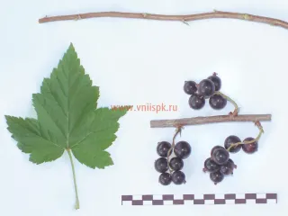 Сорт смородины черной Белорусочка