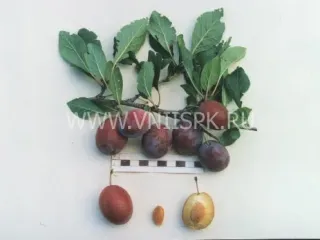 Сорт сливы домашней Волжанка (Слива)
