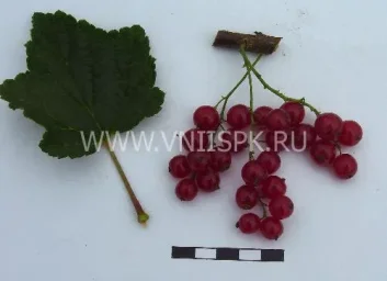 Сорт смородины красной Красный Крест (Red Cross) 0