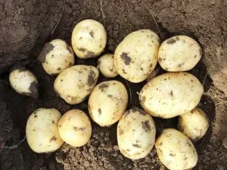Сорт картофеля Кемеровчанин