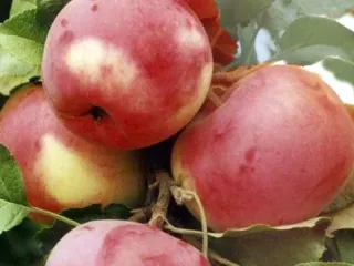 Сорт яблони Брянское Алое