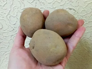 Сорт картофеля Армада