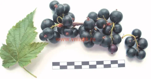 Сорт смородины черной Ника (Смородина) 0