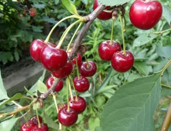 Сорт вишни Шпанка (дюк) 1