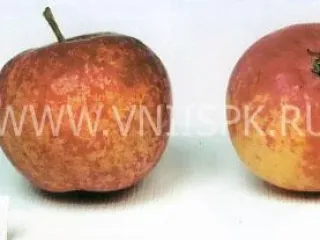 Сорт яблони Алтайское Крапчатое