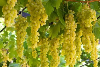 Сорт винограда Столетие 0