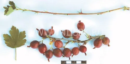 Сорт крыжовника Смена 0