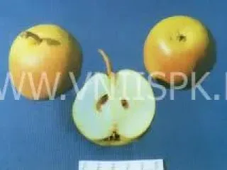 Сорт груши Яблоковидная