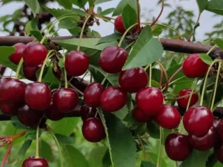 Сорт вишни Ливенская