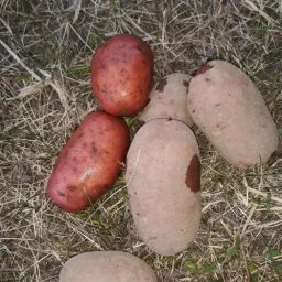 Сорт картофеля Родриго (Родрига) 0